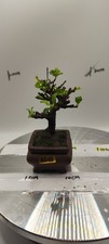 outdoor bonsai for sale  LIVERPOOL