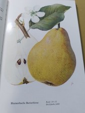 Wir zeigen birnensorten gebraucht kaufen  Siegburg