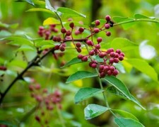 Boutures poivrier sichuan d'occasion  Cahors