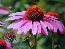 Echinacea purple seedling for sale  PENRITH