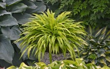 Curly fries hosta for sale  Pelzer
