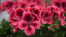 Pelargonium elegance kate for sale  WORKSOP