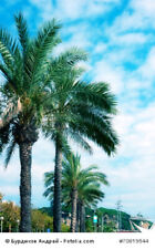 Palmetto palme sabal gebraucht kaufen  Sulzbach-Rosenberg