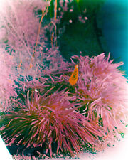 Aerochrome 2443 4x5 for sale  Virginia Beach