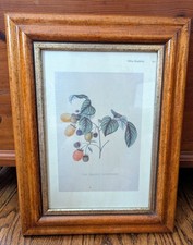 Joseph prestel botanical for sale  Clemmons