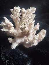 Vintage dried coral for sale  KILMARNOCK
