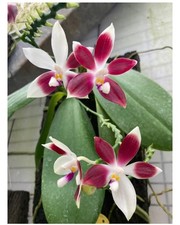Phalaenopsis tetraspis rosa for sale  SHREWSBURY