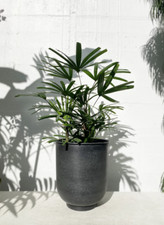 Live plant 2ft for sale  USA