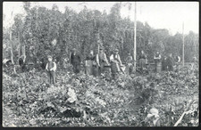 Hampshire hop picking for sale  BASINGSTOKE