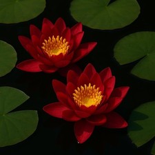 Rote seerose den gebraucht kaufen  Eitelborn, Arzbach, Simmern