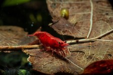 Live freshwater shrimp for sale  Garden Grove