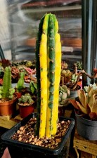 Variegated cactus plant for sale  CLACTON-ON-SEA