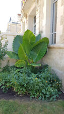 Alocasia macrorrhiza borneo d'occasion  Mont-près-Chambord