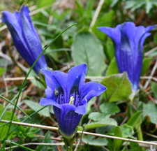 Genciana azul  ( Gentiana acaulis )  20 semillas comprar usado  Enviando para Brazil