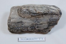 Versteinertes holz kieselholz gebraucht kaufen  Schifferstadt