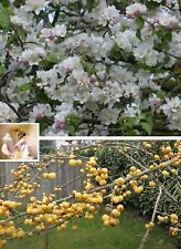 Winterharter wildapfel baum gebraucht kaufen  Kaiserslautern