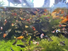 Assorted guppy mystery for sale  El Monte