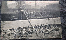 Norwich swan pit for sale  ST. ALBANS