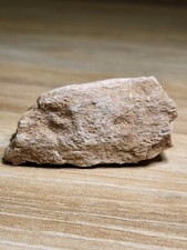 Dinosaur fossil spinosaurus for sale Dinosaur fossil spinosaurus for sale  SOLIHULL