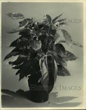 1984 press photo d'occasion  Expédié en Belgium