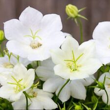 Healthy campanula carpatica for sale  UK