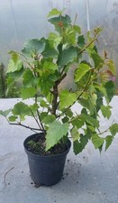 betula gebraucht kaufen  Solingen