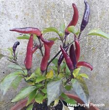 Chili maya purple gebraucht kaufen  Mettenheim