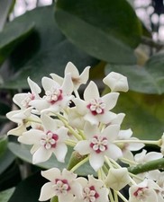 Hoya australis kleine gebraucht kaufen  Leimen