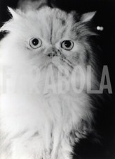 Vintage gatta persiana usato  Roma