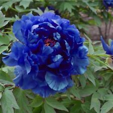 Semi peonia blue usato  Trappeto