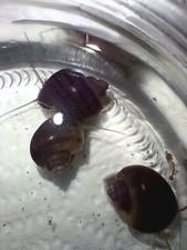 Purple baby mystery for sale  Munroe Falls