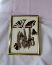 Papillon naturalisé verre d'occasion  Valence