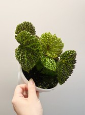 Begonia melanobullata flowerin for sale  Middletown
