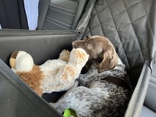 Extra stable dog for sale  Breinigsville