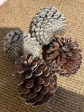 large pine cones for sale  ATTLEBOROUGH