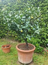 Pianta limone zagara usato  San Piero a Sieve