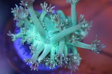 Live coral blue for sale  Placentia