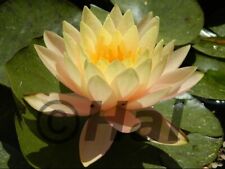 Nymphaea florida sunset usato  Italia