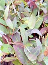 Eucalyptus coccifera tasmanian for sale  WARLINGHAM
