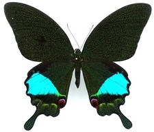 Papilio karna discordia gebraucht kaufen  München