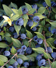 Mirto sardo myrtus usato  Valmacca