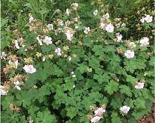 Storchschnabel geranium biokov gebraucht kaufen  Berlin