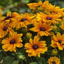 Rudbeckia sunbeckia carolina for sale  UK