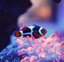 Picasso clownfish rare for sale  Kent