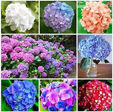 Hydrangea macrophylla mix for sale  BURTON-ON-TRENT