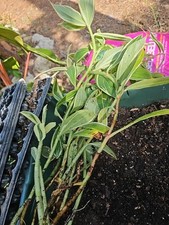 Darcy costus speciosus for sale  Englewood