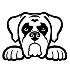 New peeking boxer for sale  Fenton