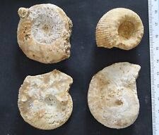 Ammonites fossiles bajocien d'occasion  Moyon