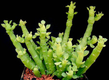Euphorbia bisellenbeckii rare for sale  Port Charlotte
