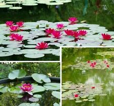 Rote seerose teichpflanzen gebraucht kaufen  Kaiserslautern